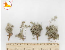 【新品上市】优质中药材批发 无硫中草药材绵茵陈 量大从优图1
