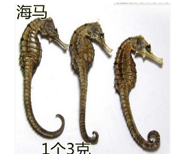 批发海马中药材3克一条 统滋补品 量大从优图1