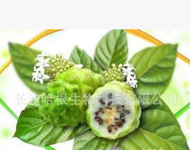 厂家供应 诺丽果粉 Noni Fruit Powder 含商检图1