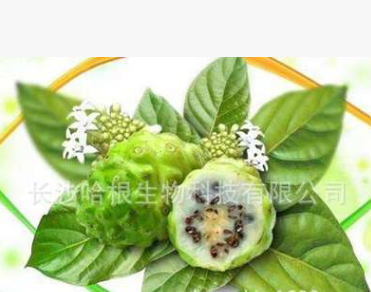 厂家供应 诺丽果粉 Noni Fruit Powder 含商检