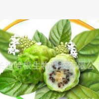 厂家供应 诺丽果粉 Noni Fruit Powder 含商检