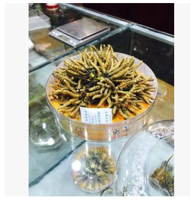 精选青海玉树冬虫夏草 野生冬虫夏草 玉树虫草无断条图3