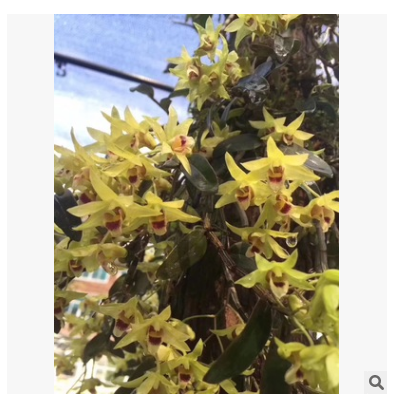 铁皮花图2
