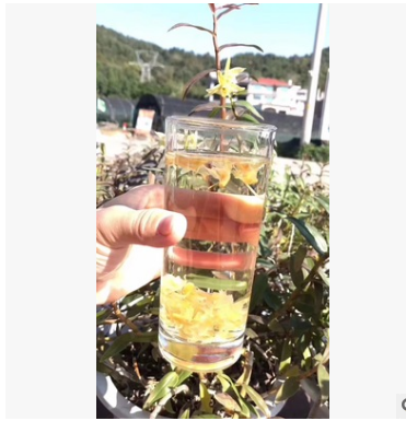 铁皮花图3