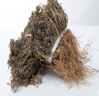 新货青鱼胆草 四黄草 水灵芝大货可供 批发零售 一件代发图3