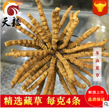 批发西藏那曲冬虫夏草 精选4条/克正宗足干虫草 送精美礼盒包邮图2