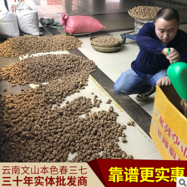 云南文山三七批发 20头30头40头60头春七 水洗足干不打蜡不带剪图3