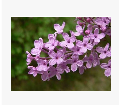 野生丁香茶长白山 新茶嫩叶 特级茶叶正品茶批发散货图3