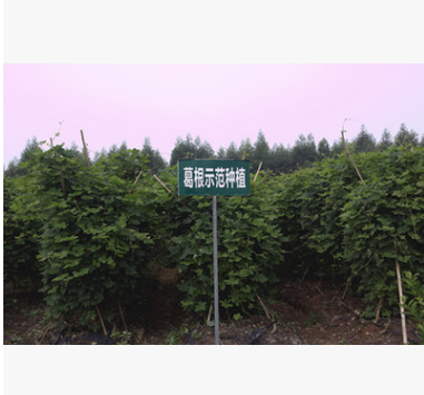 富硒新鲜葛根 批发零售 产地直销 绿色生态 滋补圣品图3