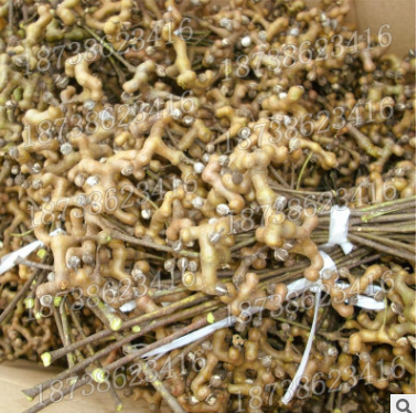 拐枣树苗 万寿果苗 鸡爪梨苗金钩子 鸡爪子 庭院绿化 果树苗批发图2