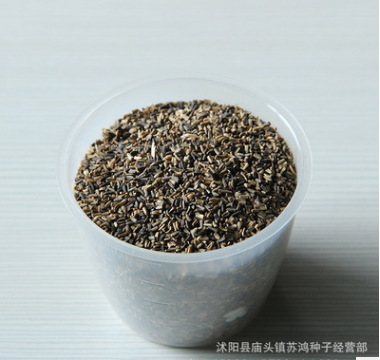将军菊苣种子牧草种子 净子菊苣种子 美洲菊苣 基地直销 全国包邮图3
