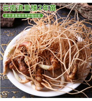 云南滇重楼种苗2年苗多芽小苗厂家直批产地直销独角莲小苗株图1