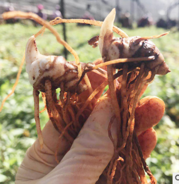 云南滇重楼种苗2年苗多芽小苗厂家直批产地直销独角莲小苗株图3