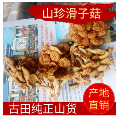 福建古田滑子菇干货批发 速冻水煮滑子蘑菇罐头干货 煲汤美味图1