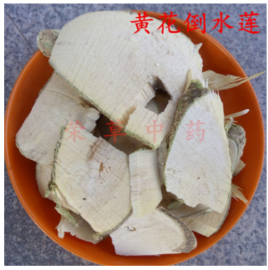 荣草供应中药材黄花倒水莲 观音串 倒吊黄根 黄花大远志 月子茶图3