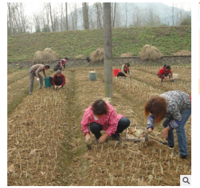 【10-18克】合作社供应藏红花西红花种子种球茎素 种植中药材回收图3