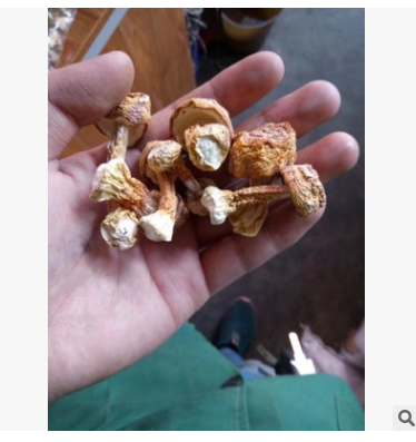 姬松茸 无硫磺特级 500g起批独立包装 食用菌干货批发 产地直销图3