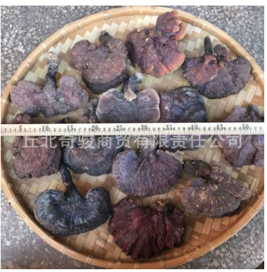 正宗云南野生红灵芝 产自三七之乡、普者黑风景区所在地丘北县图1