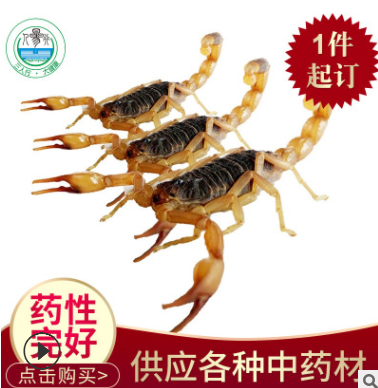 产地货源中药材全虫 黑色干蝎子散装 原药材清水全蝎全虫散装图1