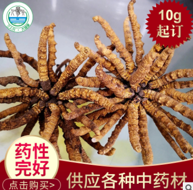 三人行现货供应中药材品冬虫夏草 虫草段节批发图1
