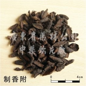 香附图1