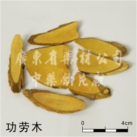 功劳木图1