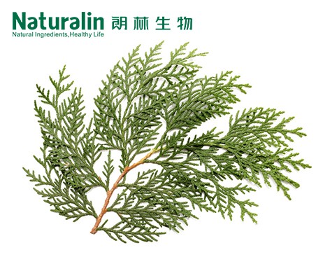 侧柏叶提取物图1