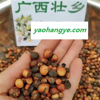 广西壮乡中草药 野生 正宗 2021年鲜货 地下明珠 落地珍珠 一滴金丹 茅膏菜根 产地 广西 融水苗族自治县图1