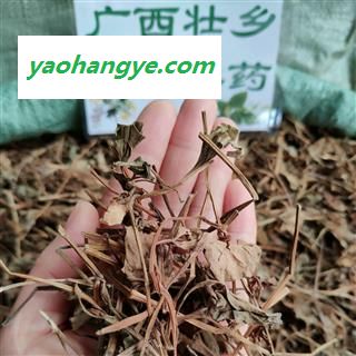 广西壮乡中草药 野生 鱼腥草 产地 广西柳州图1