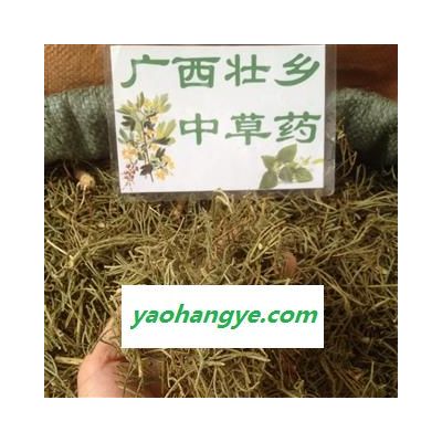 广西壮乡中草药 野生 正品 含量高 伸筋草 马尾伸筋草 产地 广西柳州市三江侗族自治县