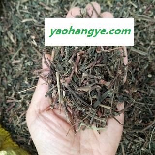 广西壮乡中草药 野生 正品 石油菜 石苋菜 打不死 产地 广西柳州图1