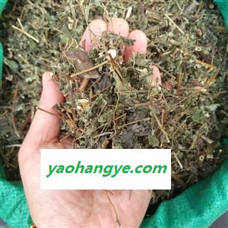 广西壮乡中草药 野生 豨莶草 豨签草 珠草 肥猪草 粘不扎 产地 广西柳州图1