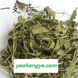 一支箭 别明 青藤 蛇咬子 瓶尔小草 正品保证质量 华安堂图1