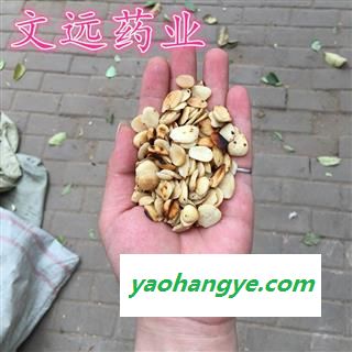 桃仁 选装 产地 新疆维吾尔自治区图1