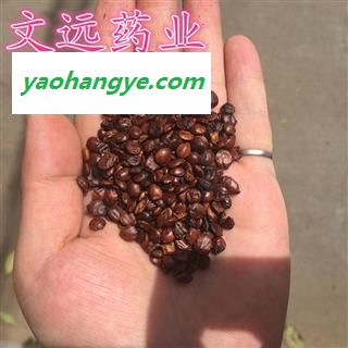 进口枣仁 统装 产地 海外图1