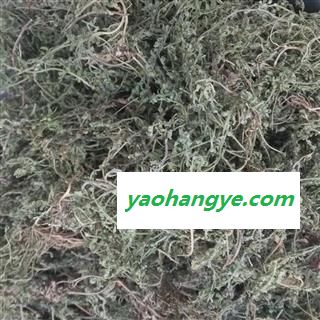 鹅不食草 鹅不食草统段 产地 河南省 国药堂 专注品质图1