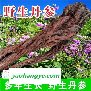 野生丹参大条特级紫丹参多年生长批发图1