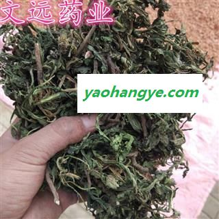 蒲公英 野生蒲公英绿色统货 随着时间颜色也会有变 产地 河南省南阳市宛城区图1