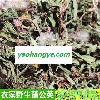 蒲公英野生蒲公英绿色自然晒干保质量产地批发图1