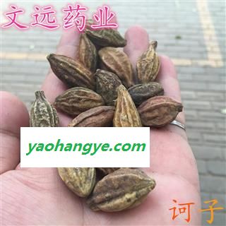 诃子 诃子 统个 产地 广西壮族自治区图1