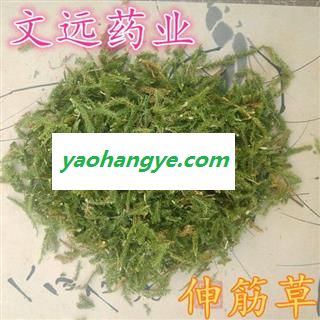 伸筋草 选片 产地 四川省图1
