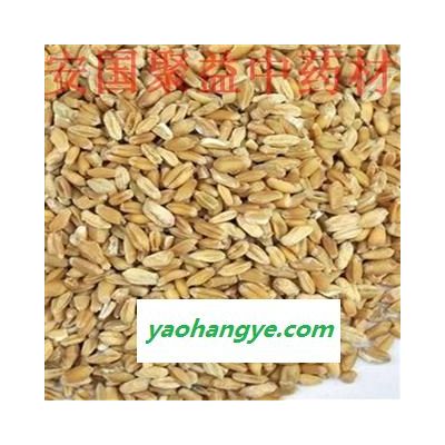 浮小麦 浮小麦净货 产地 河北省