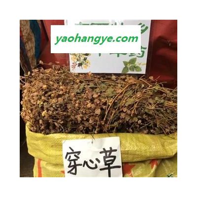 广西壮乡中草药 野生 穿心草 串钱草 穿钱草 顶心风 狮子草 产地 广西柳州