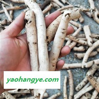 白芍个 白芍大选个 产地 河南省图1