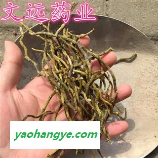 石斛 铁皮石斛  金钗  金石斛 产地 云南省图1