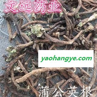 蒲公英 蒲公英根  公英根  野生蒲公英根 选货 产地 河南省图1
