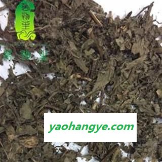 小蓟 统 产地 山东省图1