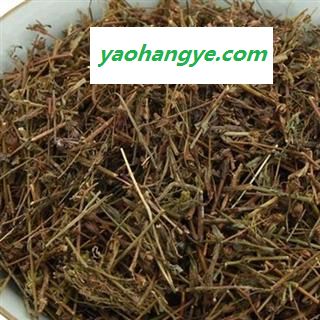 小丽百草行田基黄 地耳草图1