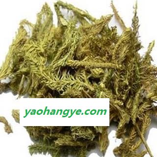 伸筋草 伸筋草好统段 产地 四川省图1