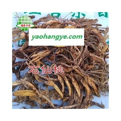 石仙桃 个子正品 果上叶 石山莲 石橄榄 石串莲 青草药生 岩珠单叶果 小果上叶 石枣子 产地 广西壮族自治区 买好药找娟子